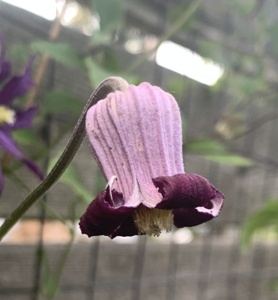 Texas form of Clematis pitcheri Texas form of Clematis pitcheri