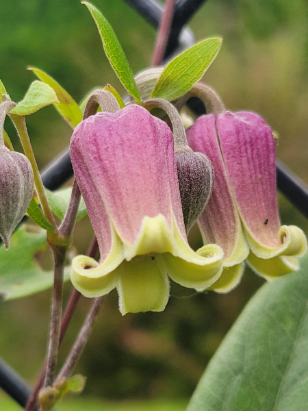 Clematis reticulata Photo courtesy of the Friends of Rogerson Clematis Collection Archives Clematis reticulata Photo courtesy of the Friends of Rogerson Clematis Collection Archives
