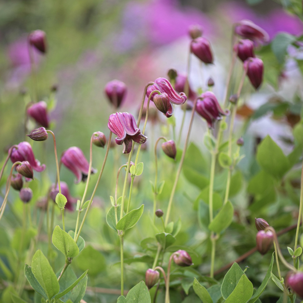 Clematis viorna Photo by Alla Olkhovska Clematis viorna Photo by Alla Olkhovska