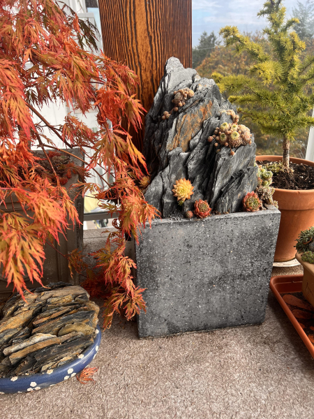 Sempervivum and Japanese maple in fall Sempervivum and Japanese maple in fall