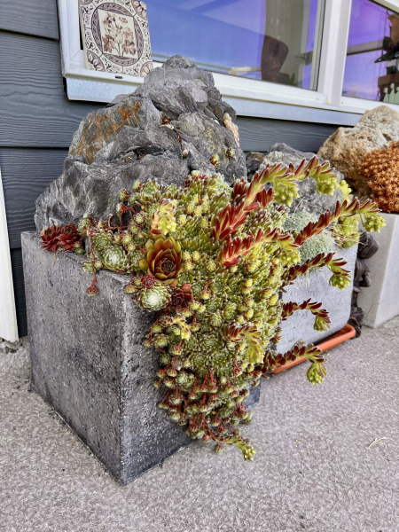 Dense plantings of sempervivum quickly create a mature look. Dense plantings of sempervivum quickly create a mature look.