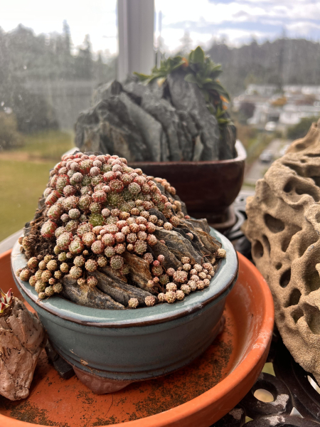 Dense plantings of sempervivum quickly create a mature look. Dense plantings of sempervivum quickly create a mature look.