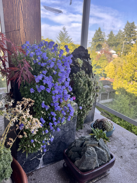 A waterfall of Campanula cochleariifolia in bloom A waterfall of Campanula cochleariifolia in bloom