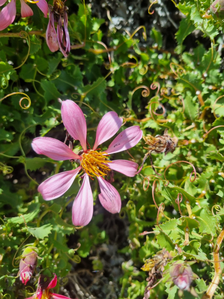 Mutisia ilicifolia Mutisia ilicifolia