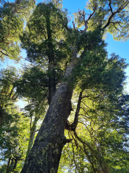 Nothofagus dombeyi Nothofagus dombeyi
