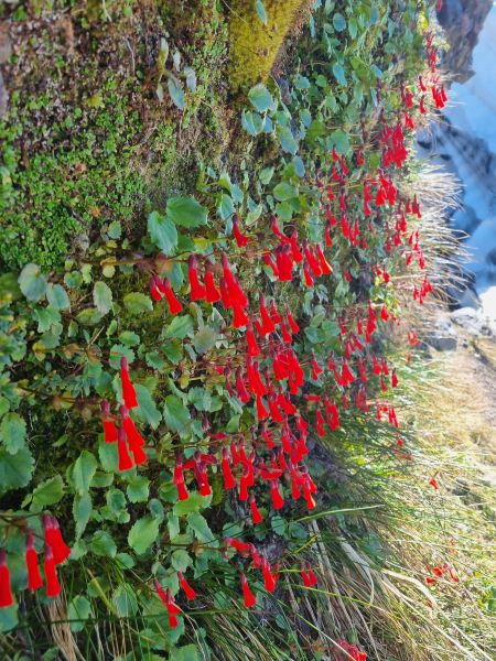 Ourisia ruellioides Ourisia ruellioides