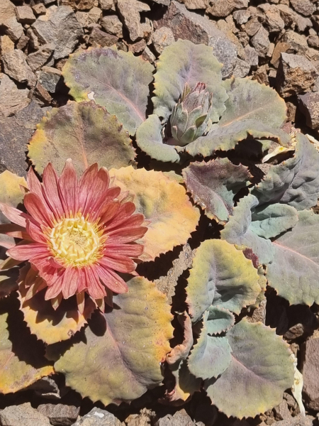 Pachylaena atriplicifolia Pachylaena atriplicifolia