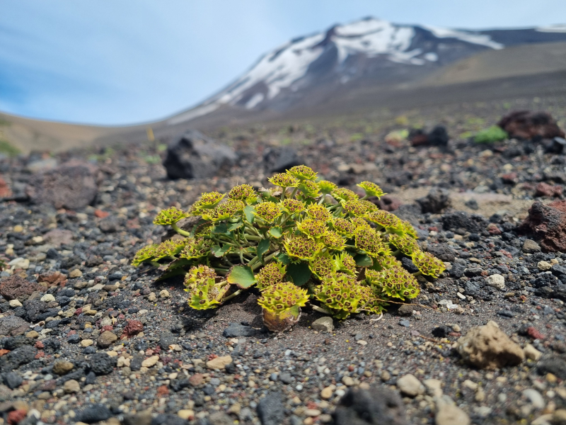 Pozoa volcanica Pozoa volcanica