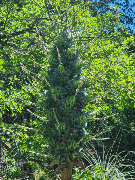 Puya alpestris Puya alpestris