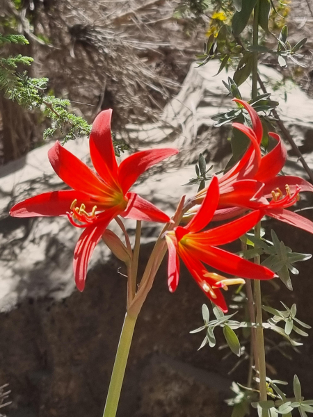 Rhodophiala (syn. Zephyranthes) splendens Rhodophiala (syn. Zephyranthes) splendens
