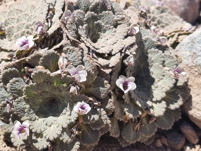 Viola congesta Viola congesta