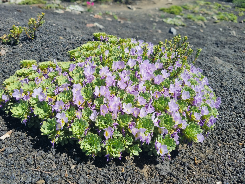 Viola cotyledon Viola cotyledon