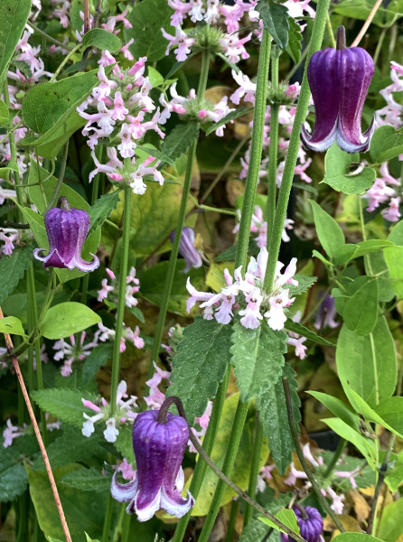An unnamed Viorna Group hybrid clematis growing through pink Stachys officinalis An unnamed Viorna Group hybrid clematis growing through pink Stachys officinalis