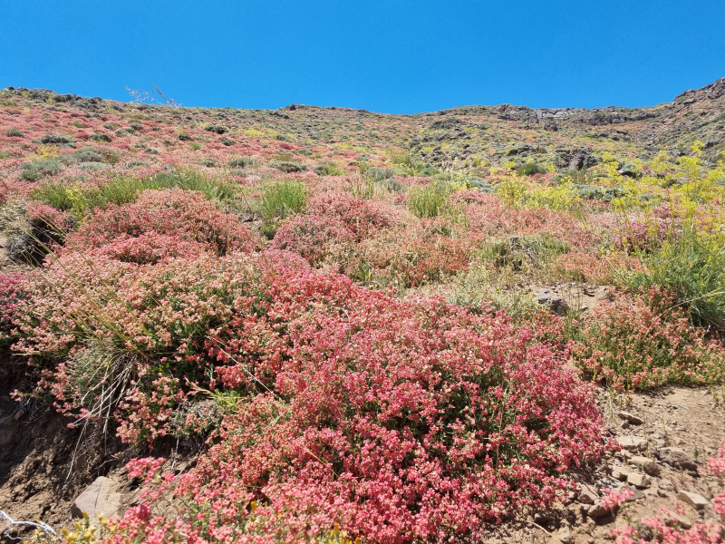 Viviania marifolia Viviania marifolia