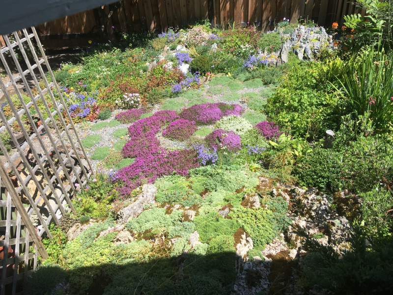 A postage-stamp sized garden, packed with plants. A postage-stamp sized garden, packed with plants.
