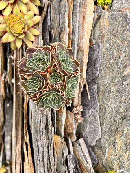 A top dressing of slate shards looks natural and secures plants in place. A top dressing of slate shards looks natural and secures plants in place.