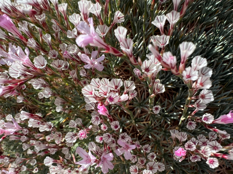 Acantholimon hohenackeri Acantholimon hohenackeri