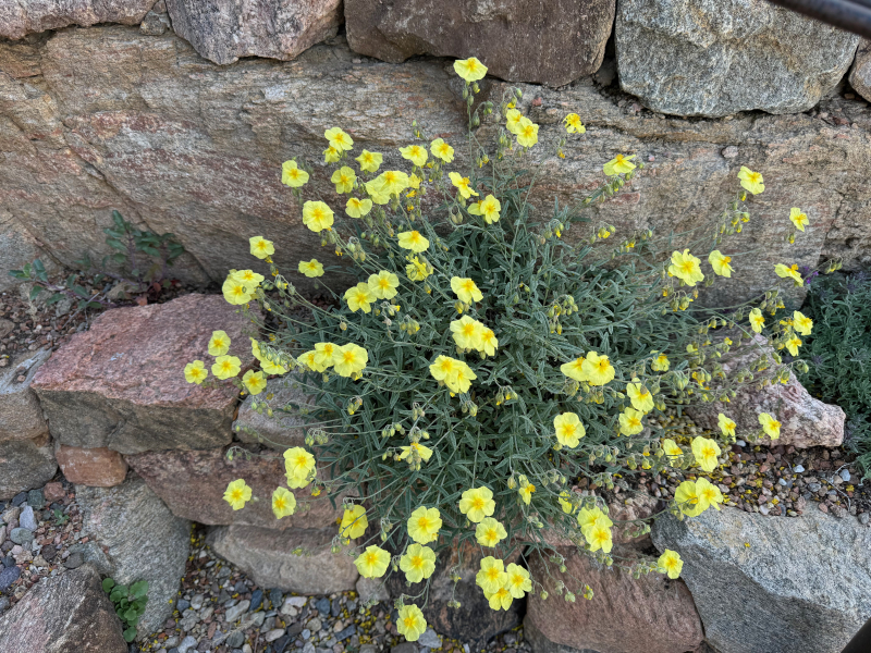 Sun rose (Helianthemum) growing in a pocket of soil in the rocks. Sun rose (Helianthemum) growing in a pocket of soil in the rocks.
