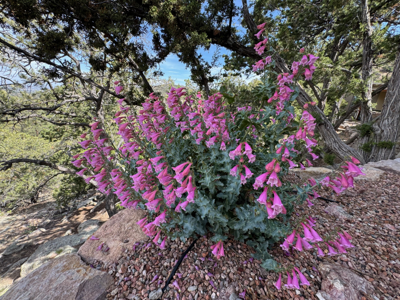 Penstemon clutei Penstemon clutei