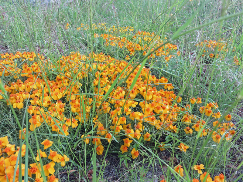 Zinnia grandiflora Zinnia grandiflora