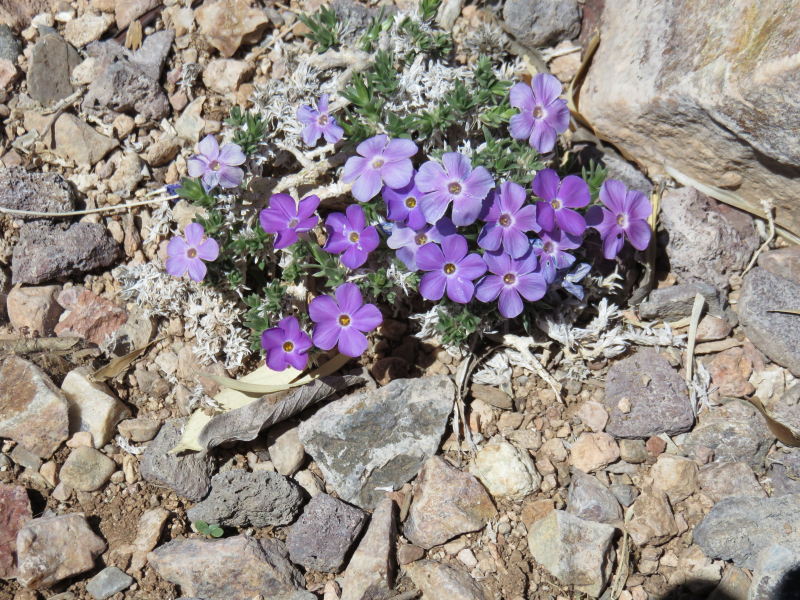 Phlox kelseyi Phlox kelseyi