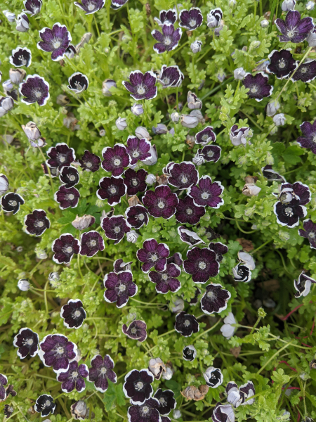 Nemophila ‘Penny Black’ with narrow white margins to the petals. Nemophila ‘Penny Black’ with narrow white margins to the petals.