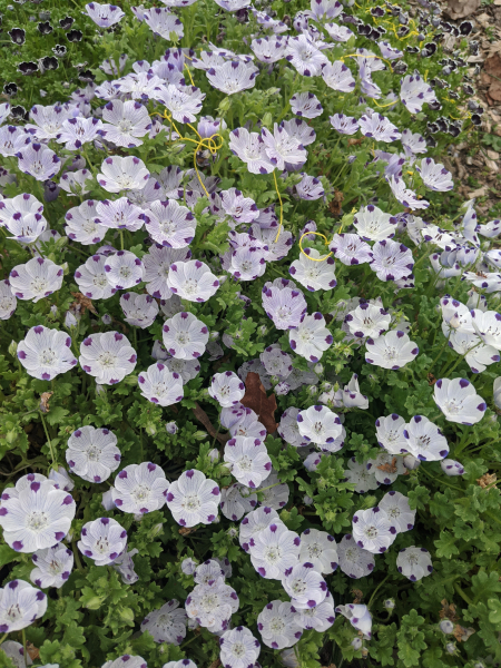 Nemophila maculata in full bloom. Nemophila maculata in full bloom.