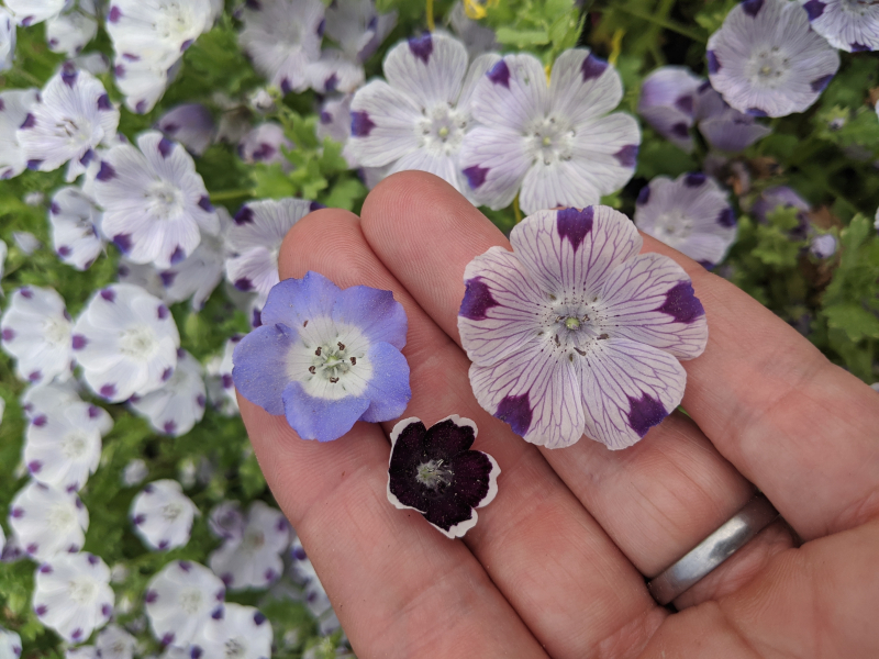 Nemophila menziesii (left), N. ‘Penny Black’ (center), and N. maculata (right). Nemophila menziesii (left), N. ‘Penny Black’ (center), and N. maculata (right).