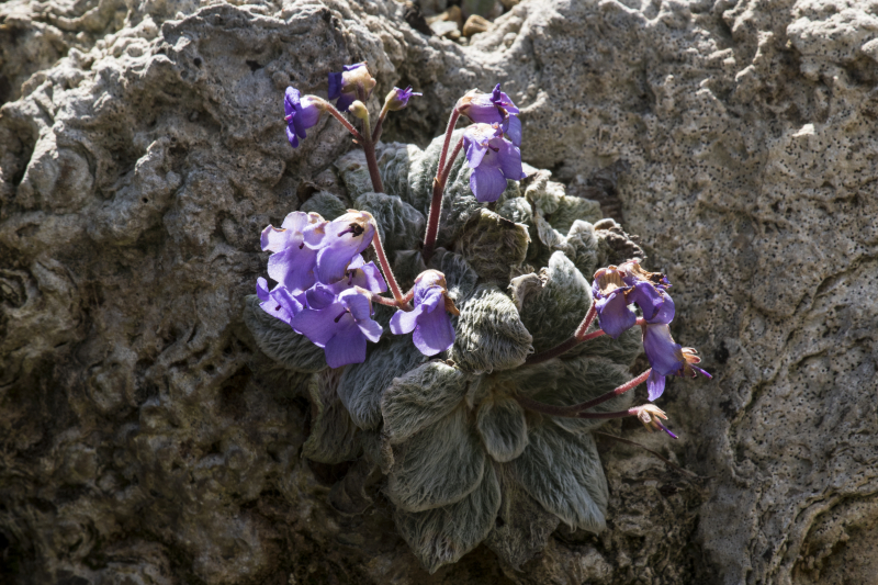 Jancaea (syn. Ramonda) heldreichii Jancaea (syn. Ramonda) heldreichii