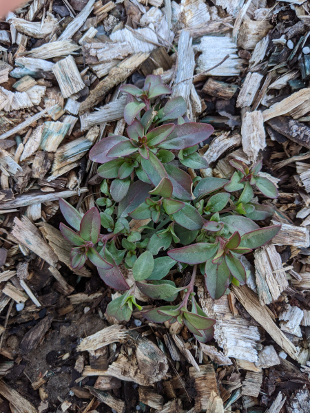 Overwintering Clarkia plants ready to burst into growth once spring arrives Overwintering Clarkia plants ready to burst into growth once spring arrives