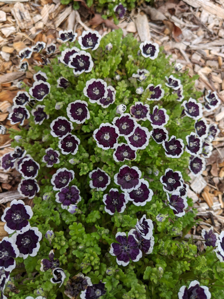 Nemophila ‘Penny Black’ with wide white margins to the petals. Nemophila ‘Penny Black’ with wide white margins to the petals.