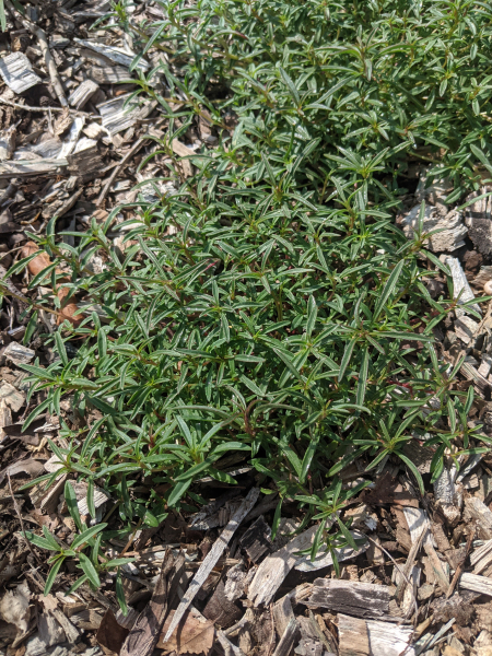 Overwintering Clarkia plants ready to burst into growth once spring arrives Overwintering Clarkia plants ready to burst into growth once spring arrives