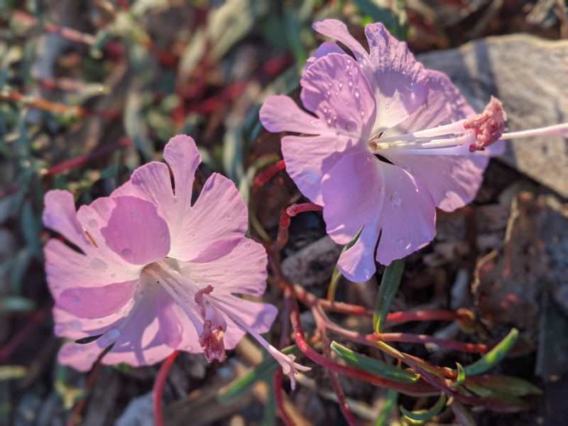 Clarkia breweri Clarkia breweri