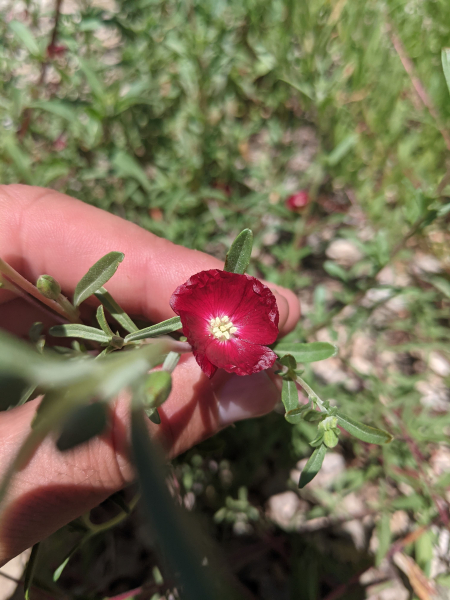 Clarkia tenella Maroon form Clarkia tenella Maroon form