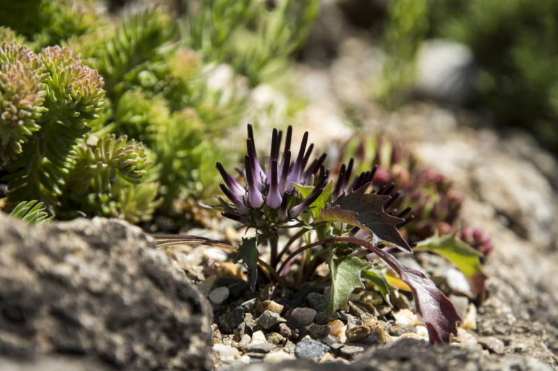 Physoplexis comosa Physoplexis comosa