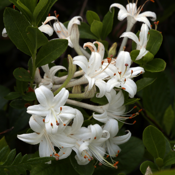 Rhododendron viscosum is one of the many beautiful, unusual plants to be found in the Sandhills. Rhododendron viscosum is one of the many beautiful, unusual plants to be found in the Sandhills.