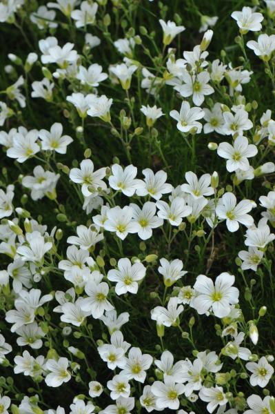 Crocus tournefortii Crocus tournefortii