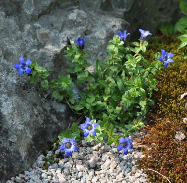 Goat-browsed trees in the Gergeri region Goat-browsed trees in the Gergeri region