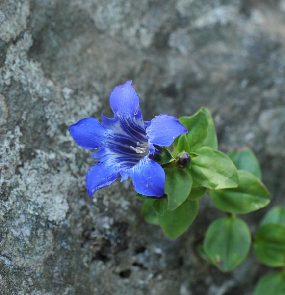 Colchicum cretensis Colchicum cretensis