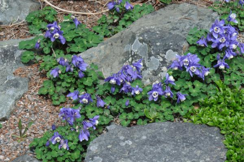 Aquilegia flabellata 'Ministar'