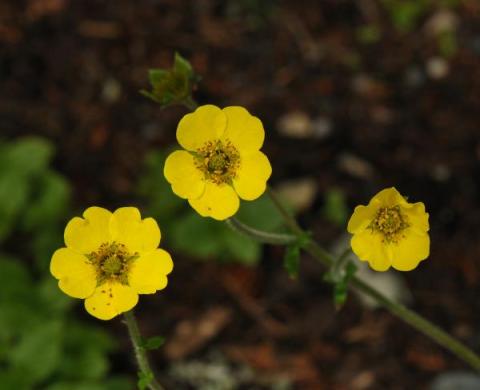 Geum elatum