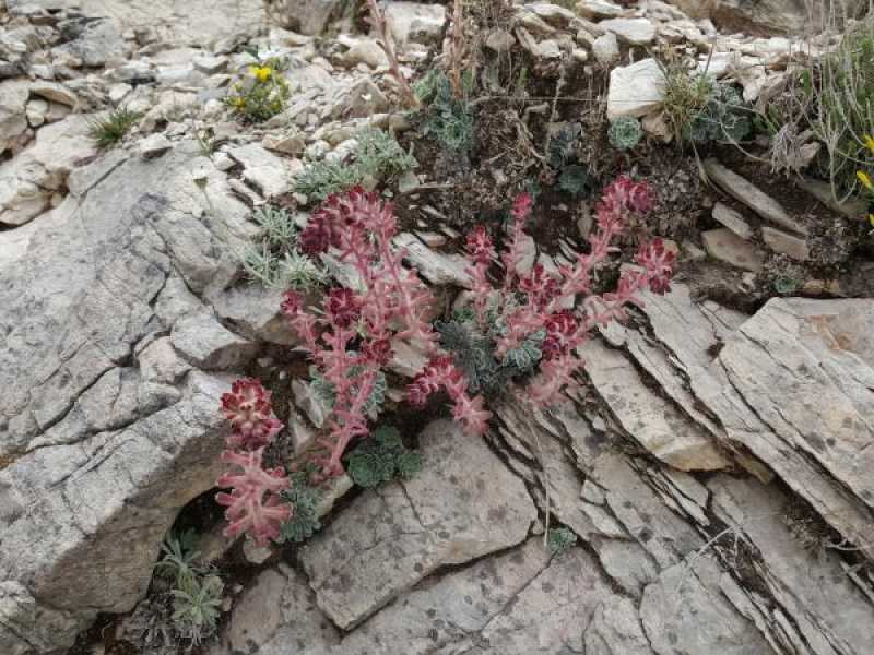 Saxifraga federici-augusti