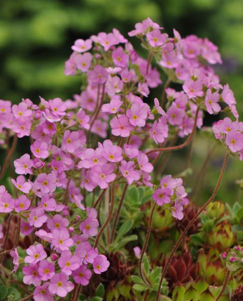 Kriti Mountains Kriti Mountains