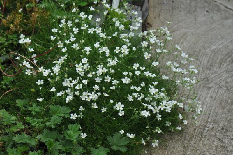 Drimia numidica Drimia numidica