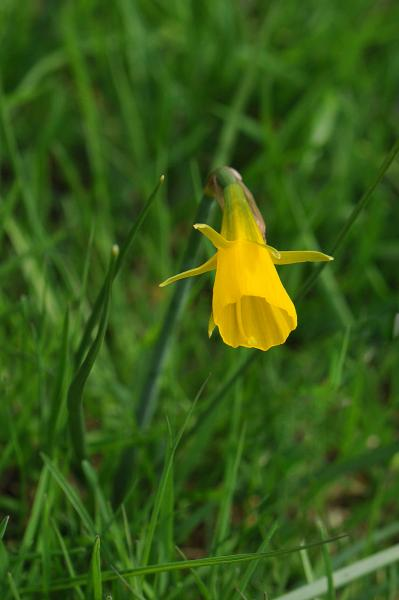 Spiranthes spiralis Spiranthes spiralis