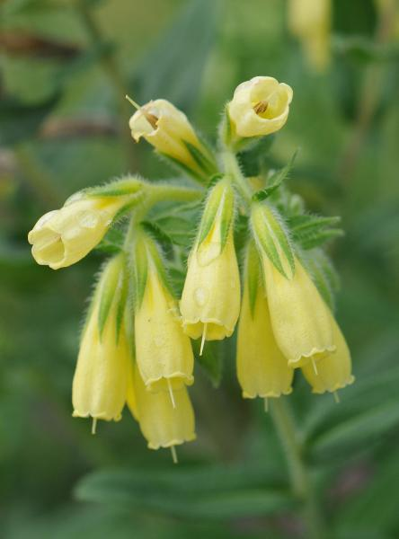 Church of the Domitian of the Virgin Mary Church of the Domitian of the Virgin Mary