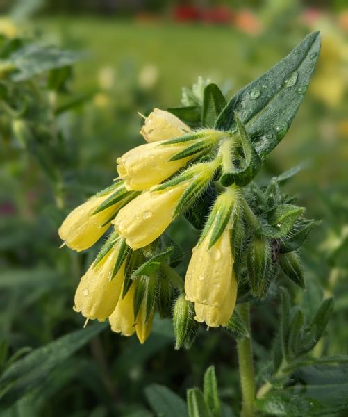 Crocus oreocreticus Crocus oreocreticus