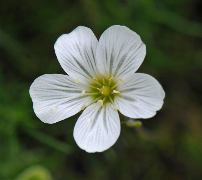 Mandragora autumnalis Mandragora autumnalis