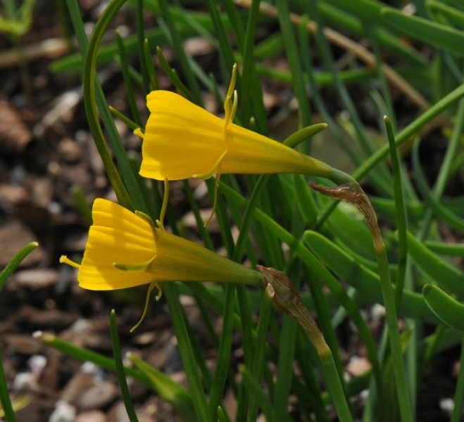 Erica manipulifera Erica manipulifera