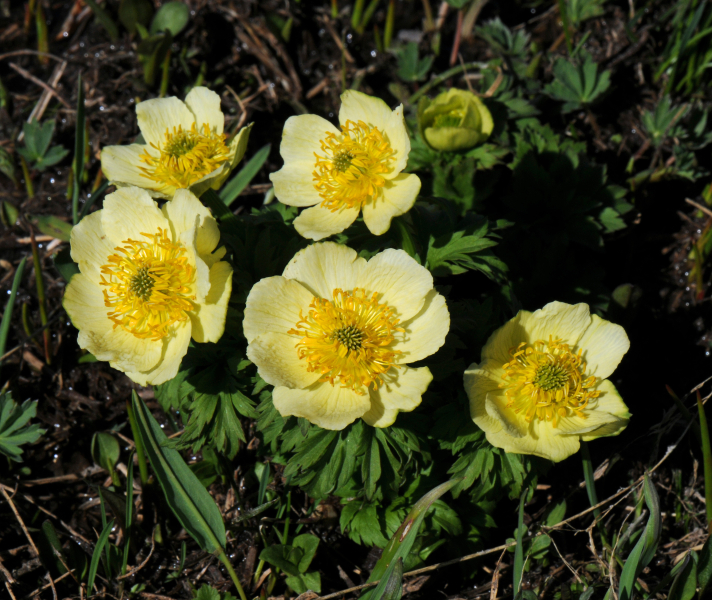 Ranunculus bullatus Ranunculus bullatus